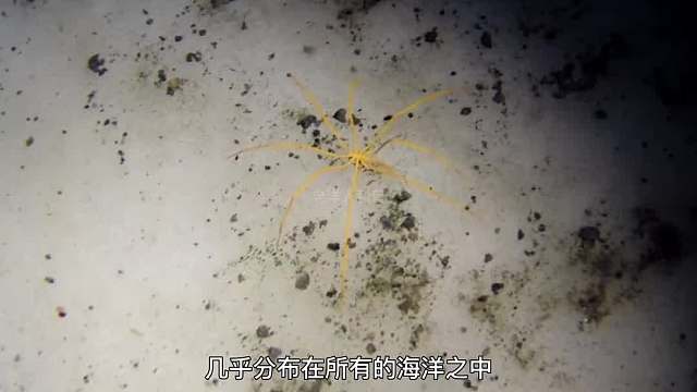 398. 世界上唯一没有天敌的生物，在地球生存了4.5亿年，你知道是什么吗？