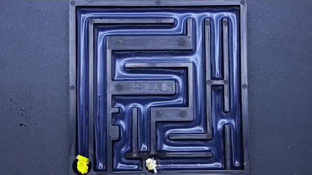 400. 他没有大脑，却智力惊人，这种单细胞生物到底有多恐怖。