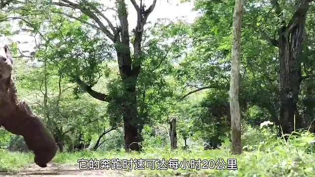 404. 如果在野外被科莫多龙袭击，该如何自救呢？