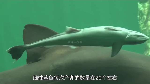 405. 动物界最残忍的四种动物，为了生存简直是不择手段。