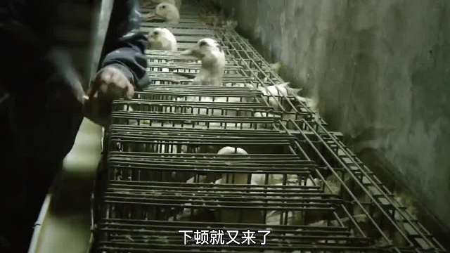 406. 你知道鹅肝的生产过程到底有多残忍吗？ 看完后你还敢吃吗？