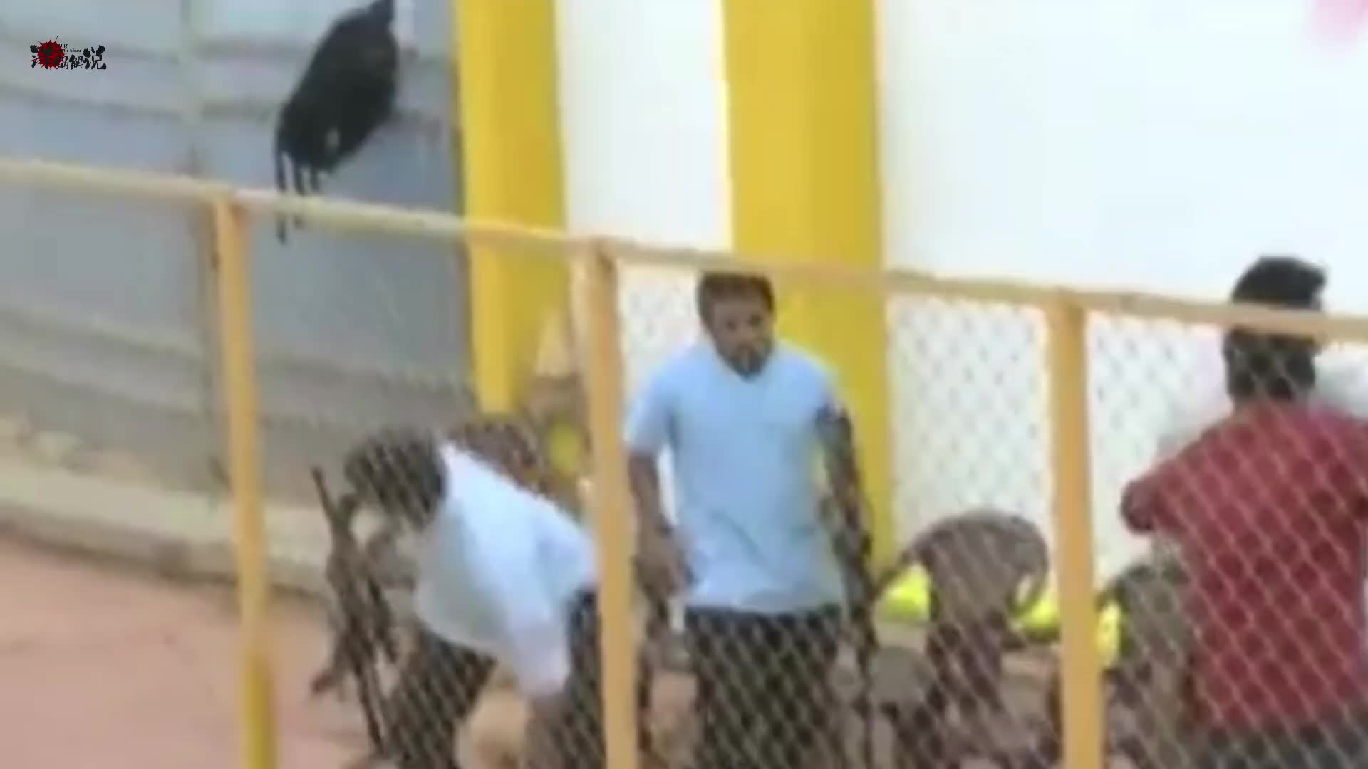 误入校园的打工豹