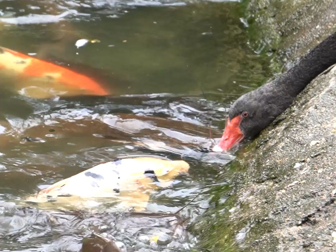 原来饲养员放假期间，都是天鹅在喂鱼