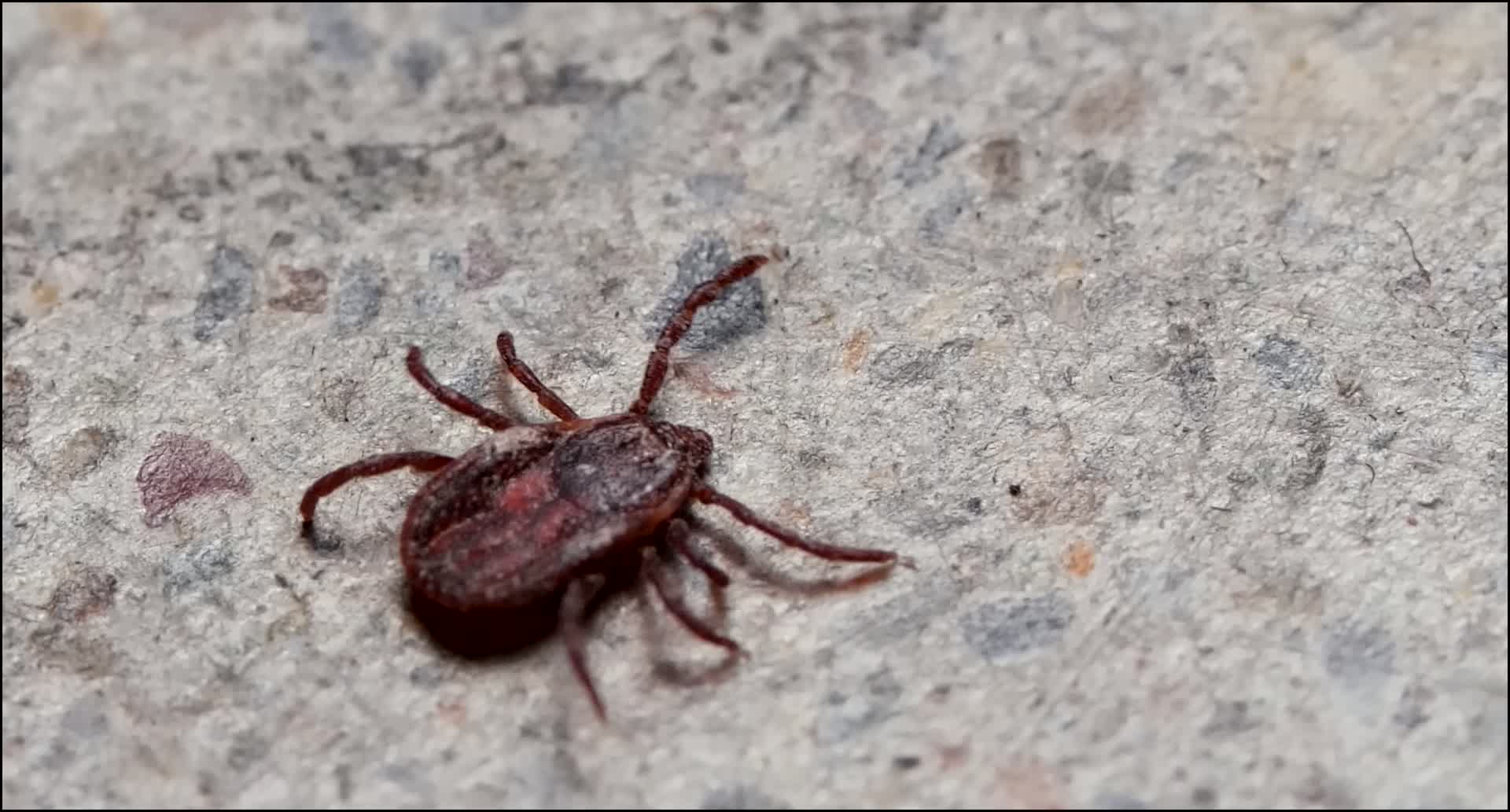 蜱虫是怎样的一种昆虫，你知道它最厉害的是什么吗？