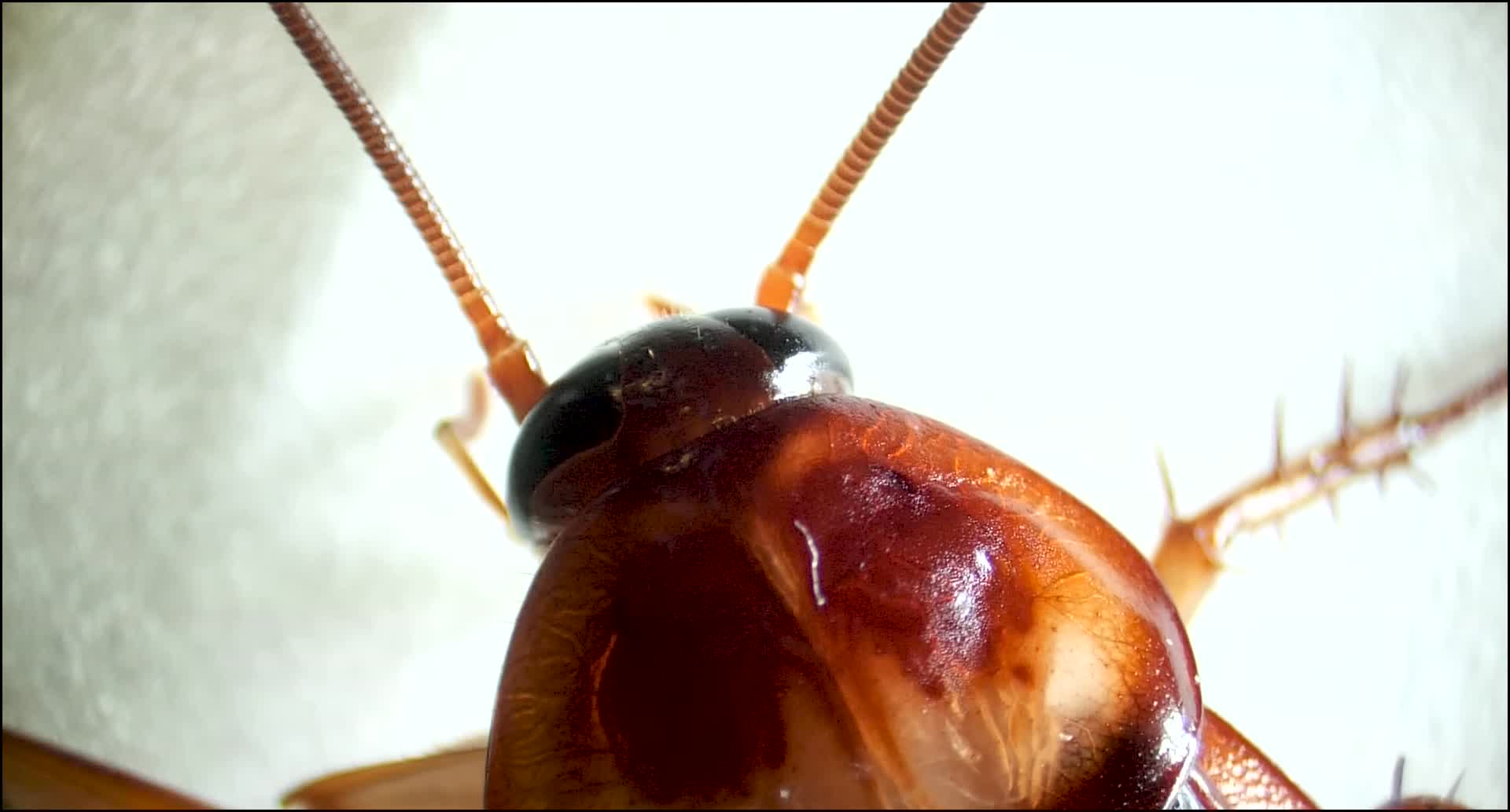 蟑螂为什么让你那么害怕？蟑螂为什么躲起来？