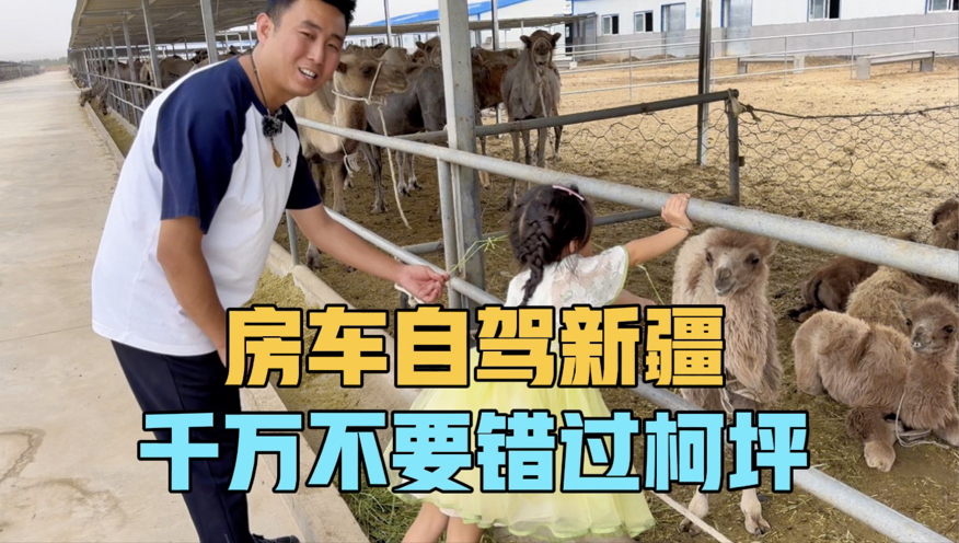 房车自驾新疆，千万不要错过柯坪县，一家三口从未看过这么多骆驼