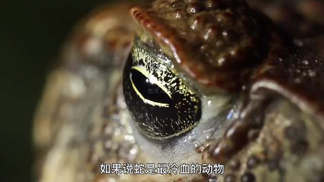 409. 恐怖的生物，非洲大牛蛙！到底有多可怕？