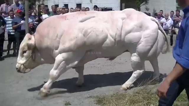 410. 你见过人造动物吗？人造动物到底有多可怕？一定要看到最后