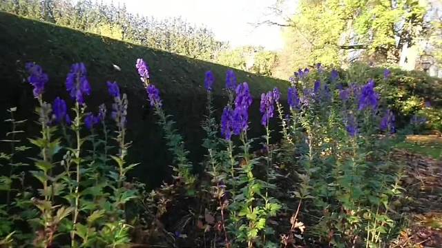 414. 我们生活中那些常见的花 居然有毒 遇到了千万别碰