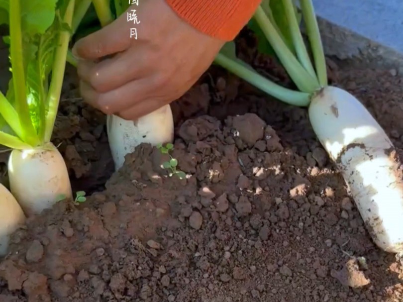 别再种普遍白萝卜了，试试这个四十天就能采收的小伙萝卜吧！