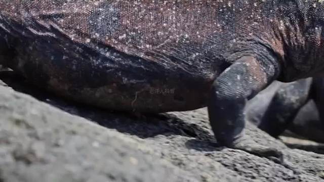 416. 哥斯拉是真实存在的吗？哥斯拉原型，素食小怪兽“海鬣蜥”