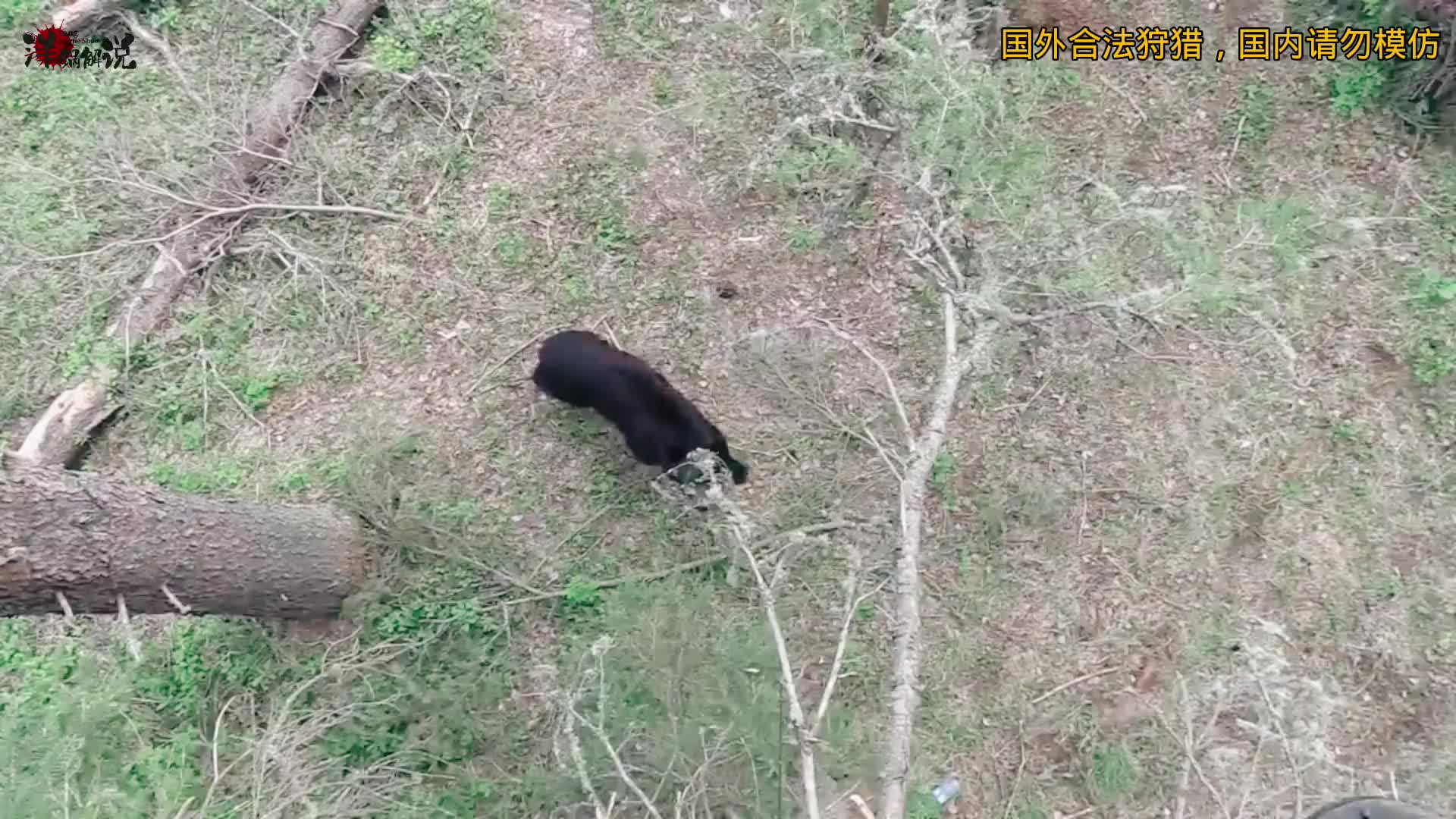 国外狩猎熊二，过程相当精彩