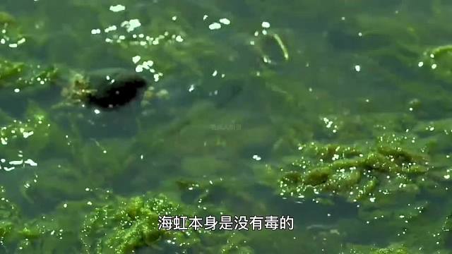 418. 世界上最毒的五种海鲜，尤其是第一种，千万别碰。