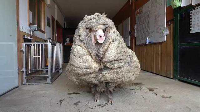 419. 这五种会死在自己手里的神奇动物你见过吗？ 最后一种太奇葩了。