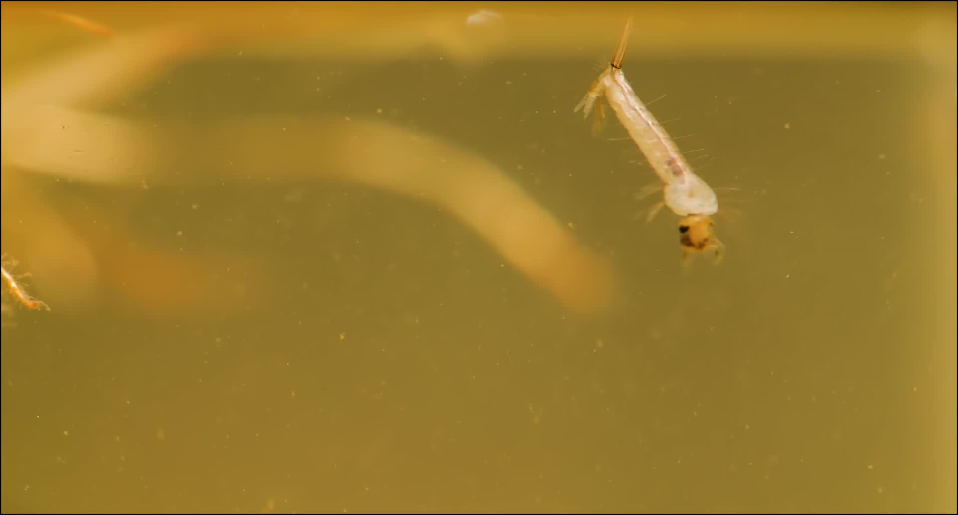 苍蝇竟然是在水里生长的？