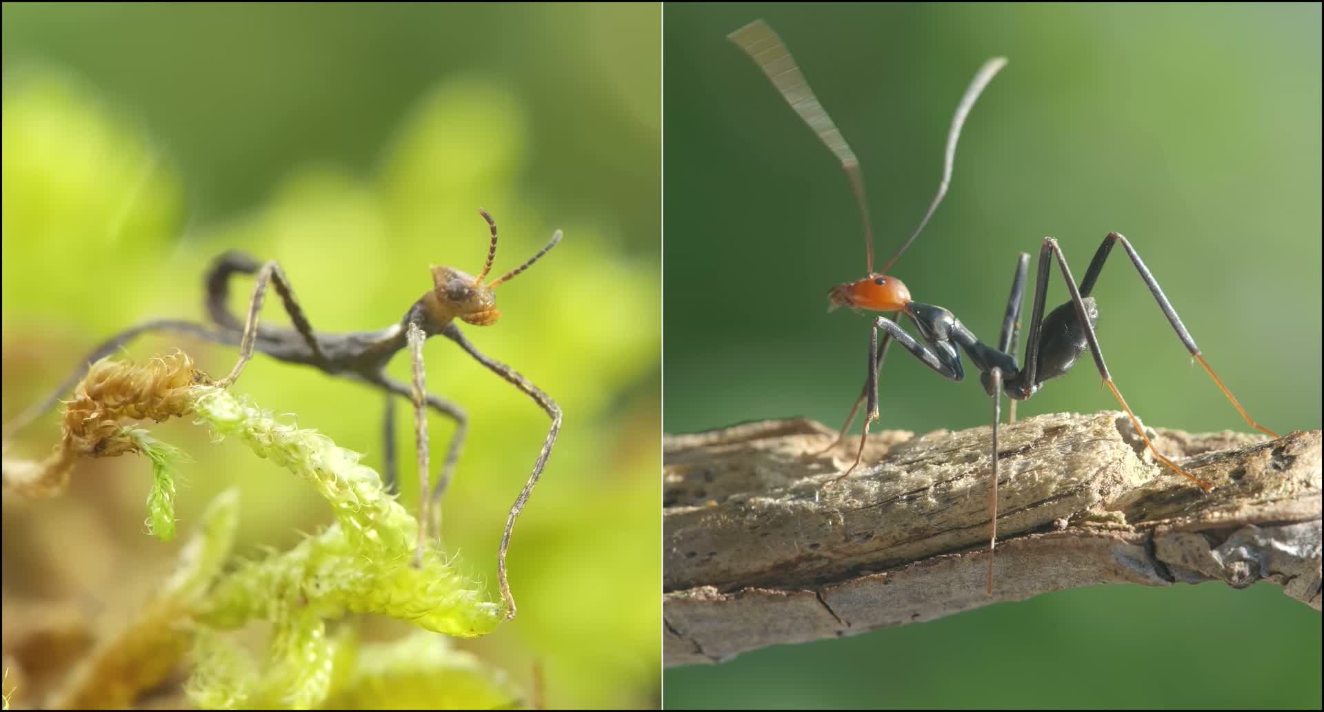 最会伪装的昆虫是什么？