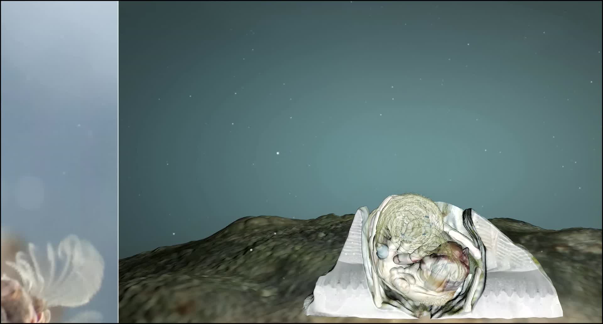 你家门口的石头上长得你认识吗？