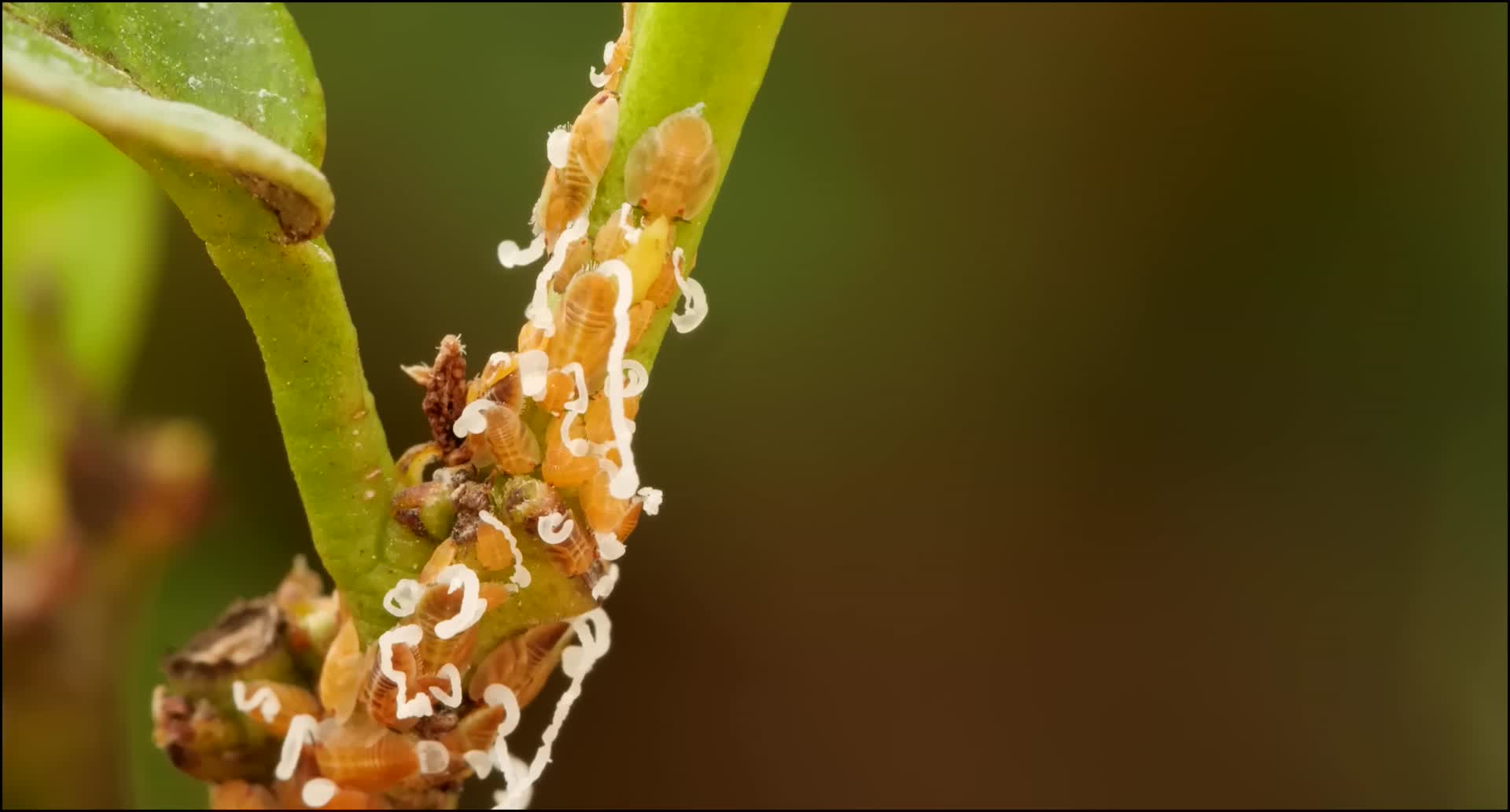 蚂蚁你知道是怎么进化的嘛