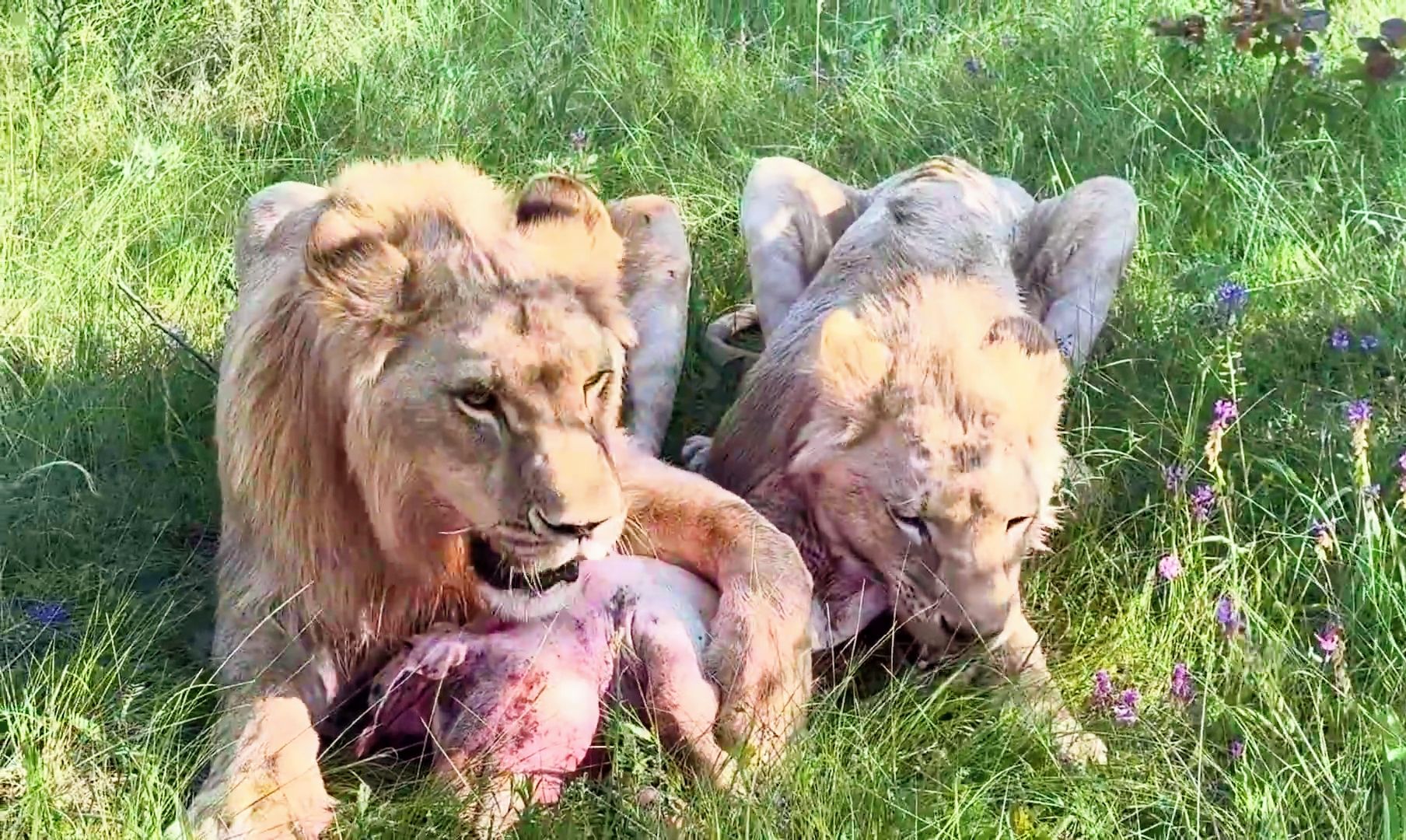 遇上护食的年轻狮子：已老实，求放过