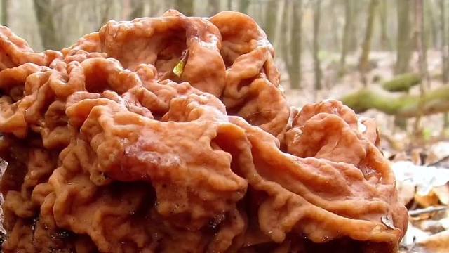 425. 世界上最毒的五种蘑菇你见过几种？最后一种太可怕了