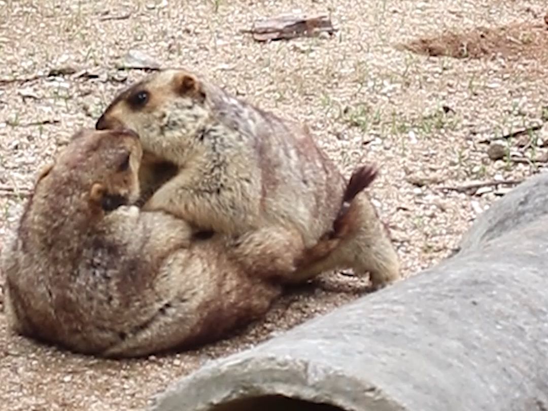 诶！打就打！你咋还亲上了
