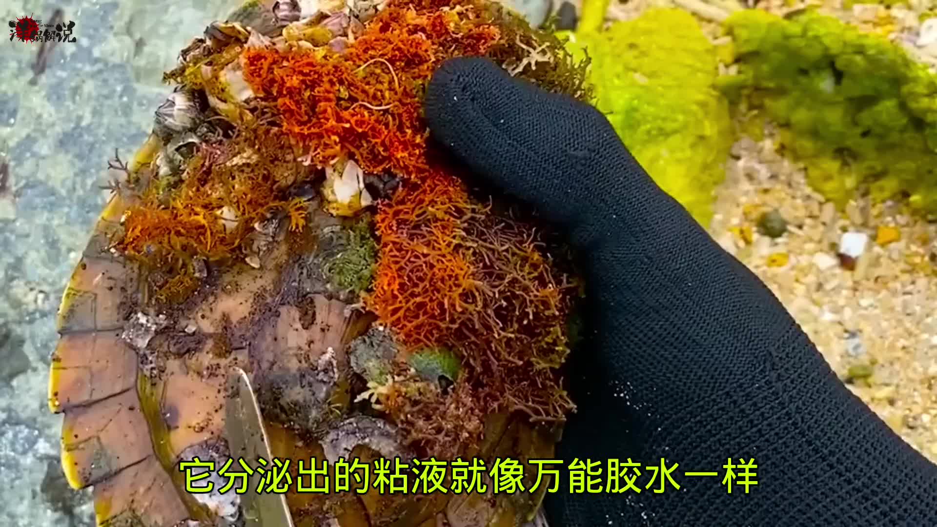 解救小海龟，剔除藤壶