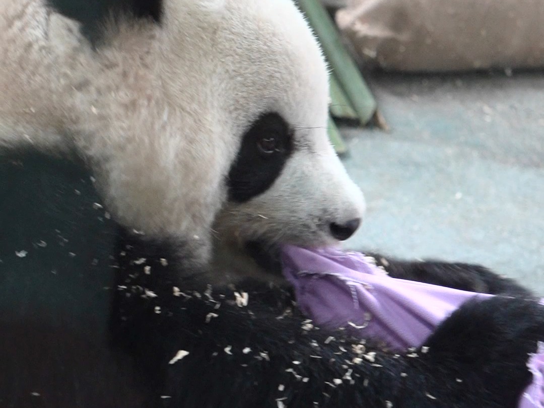 猫猫：姨姨~枕枕拆不开，帮帮~