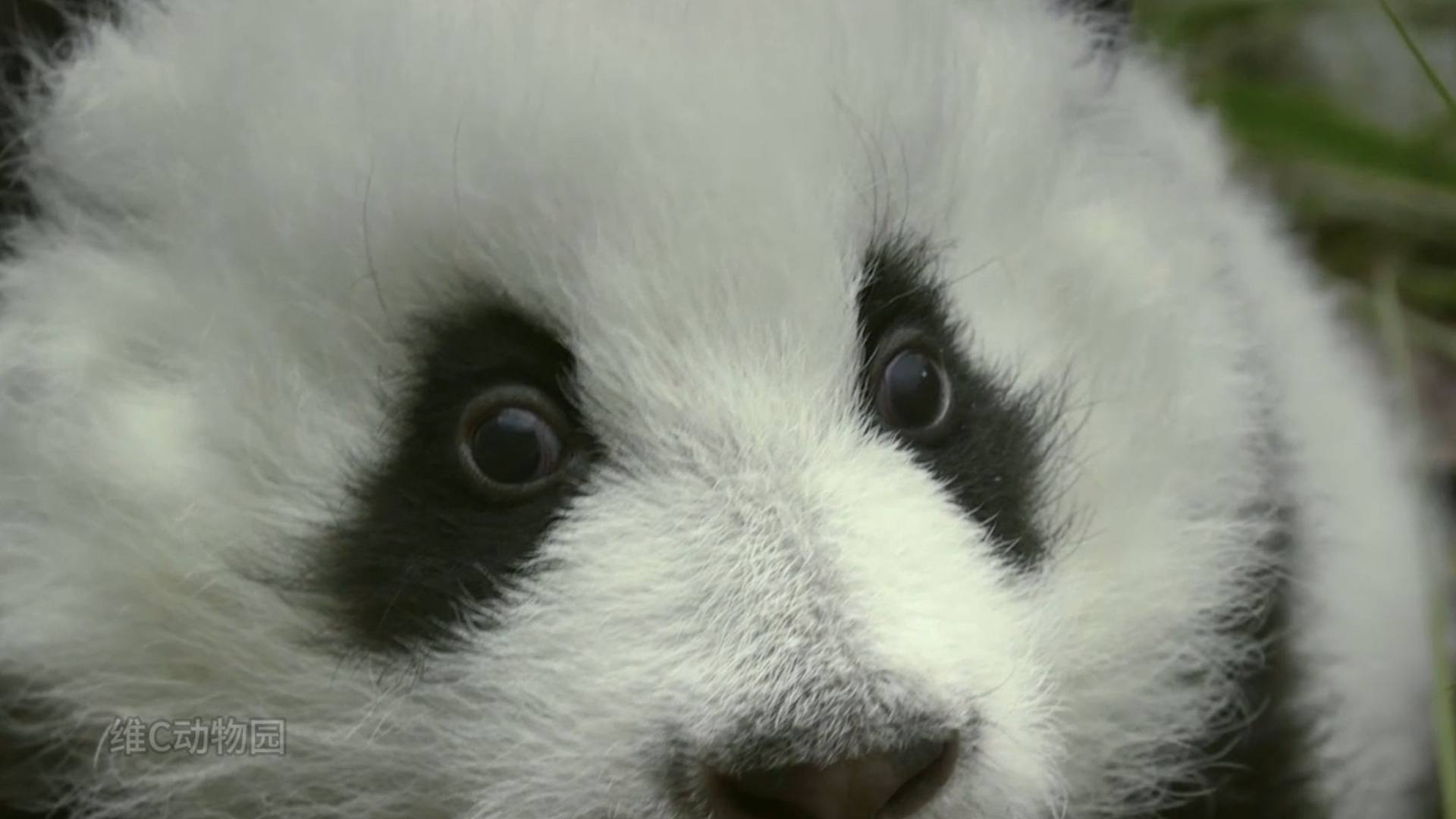 熊猫，一种不努力就可以不努力的生物