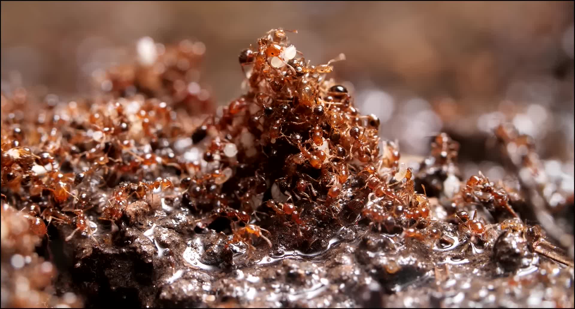 被蚂蚁咬了为什么很痒？