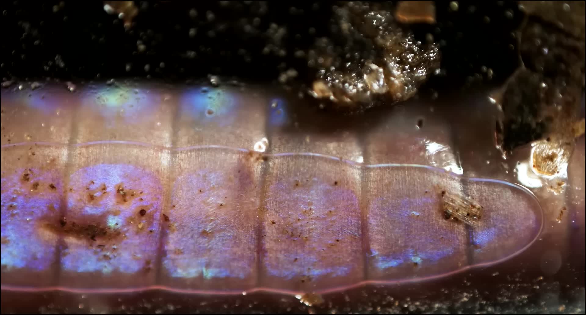 蚯蚓原来是这样繁殖的