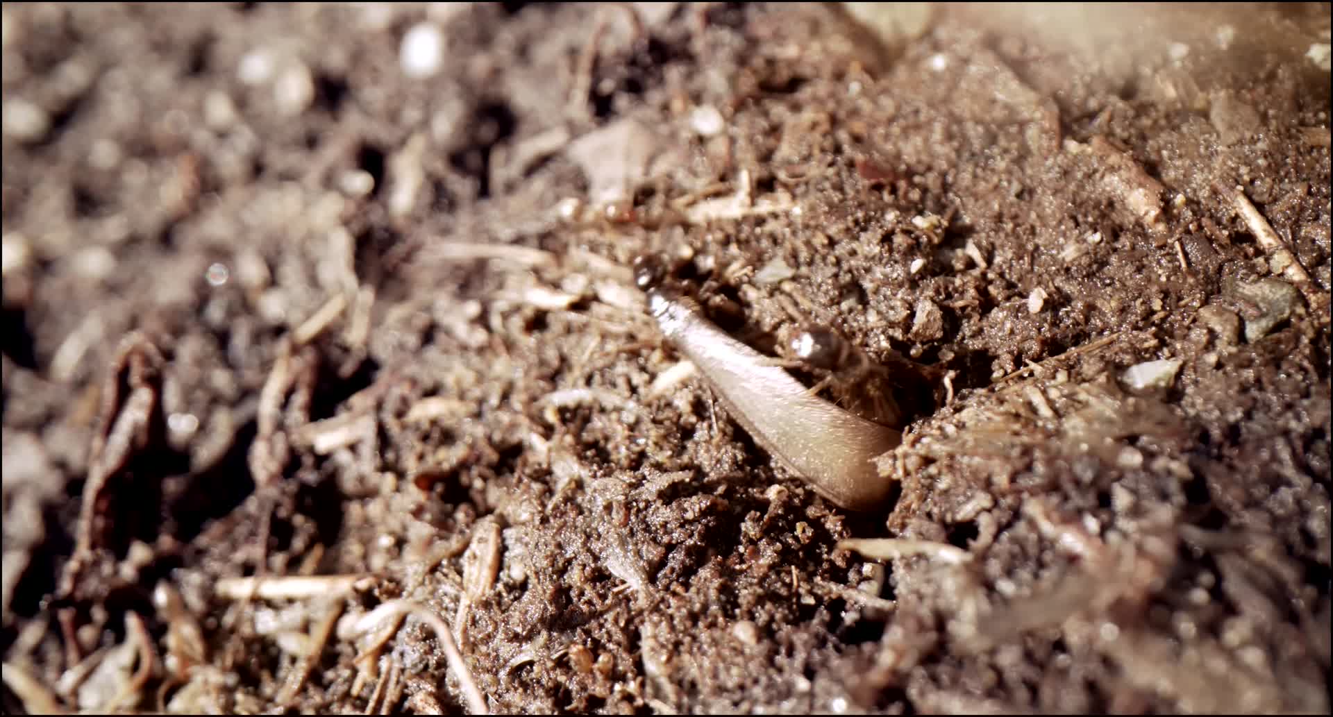 这种飞蛾你见过吗？