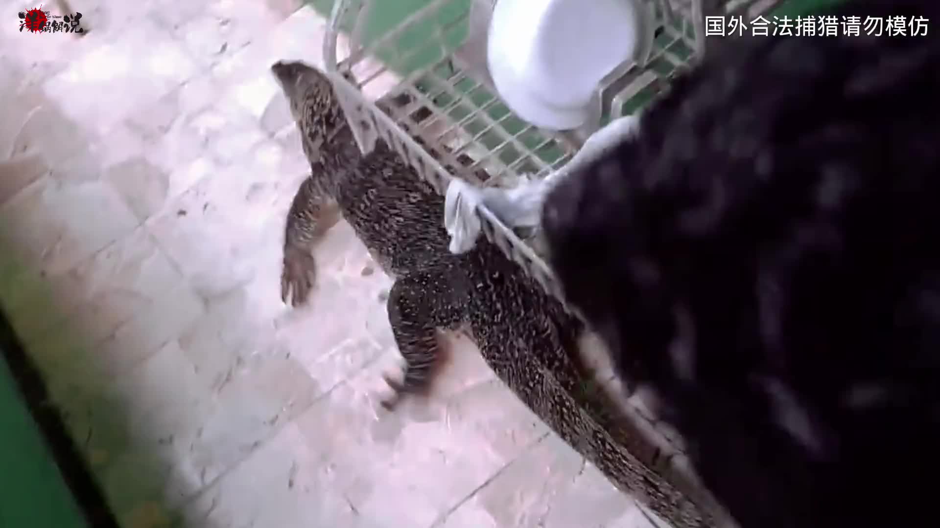 老表抓捕科莫多巨蜥三嫂