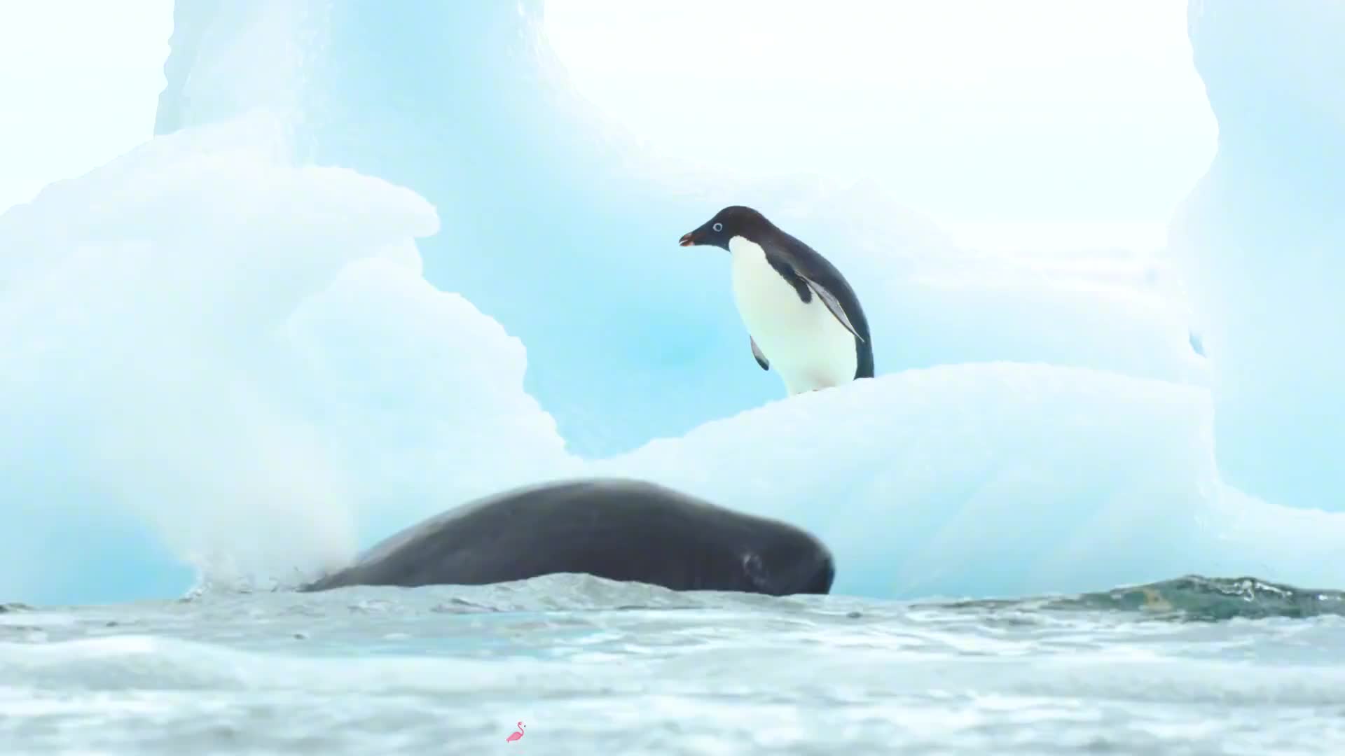 夏日的阿德利企鹅