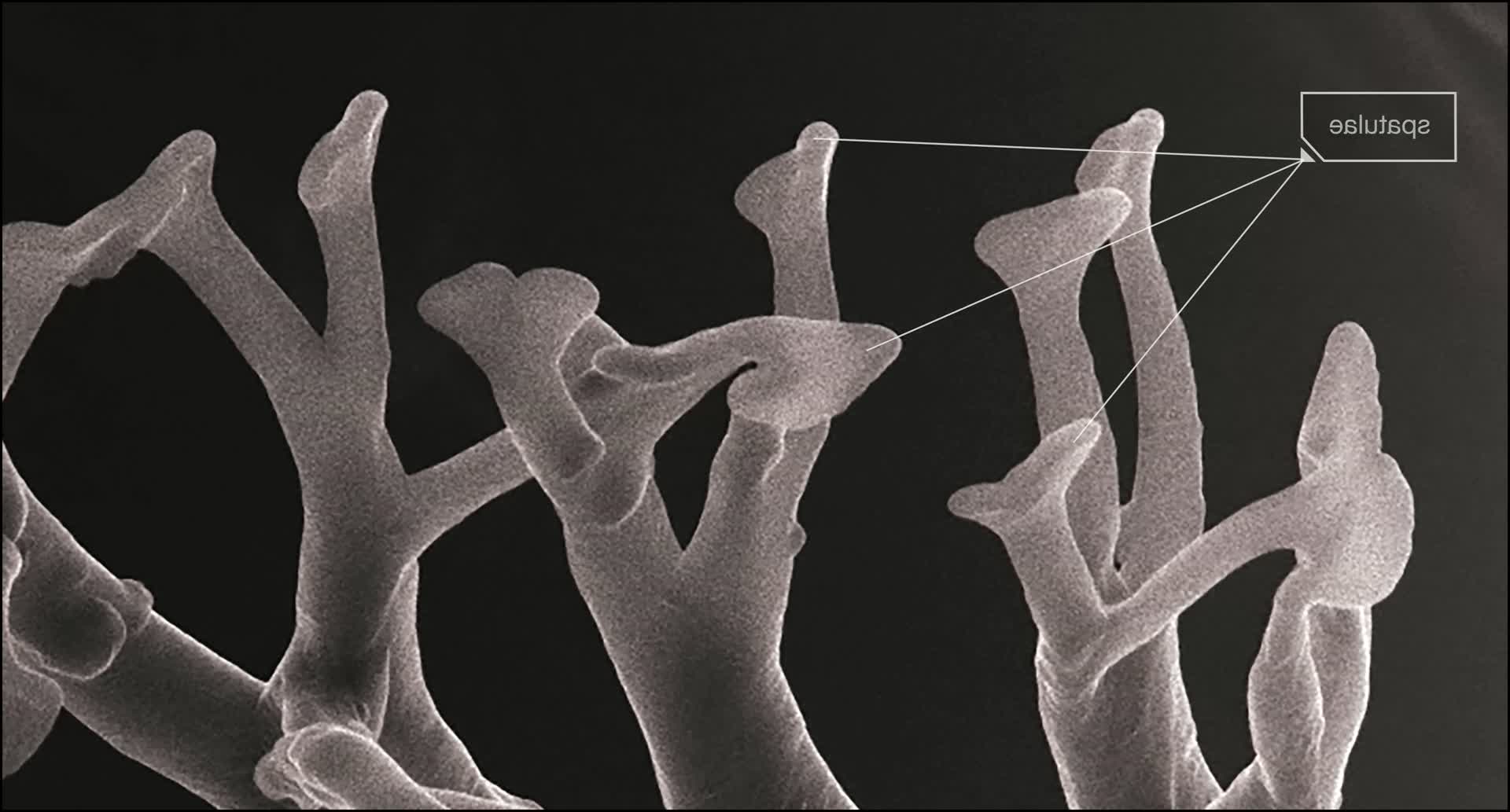 变色龙为什么会变色？