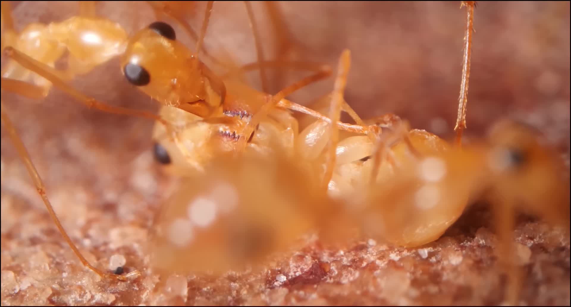 蚂蚁的是怎样保护蚁后的