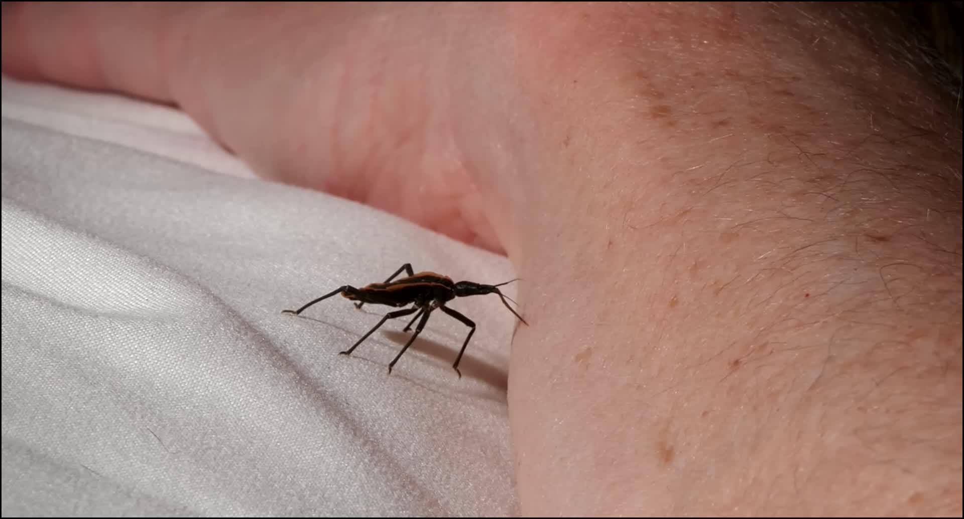 你知道臭虫为什么会那么臭吗？