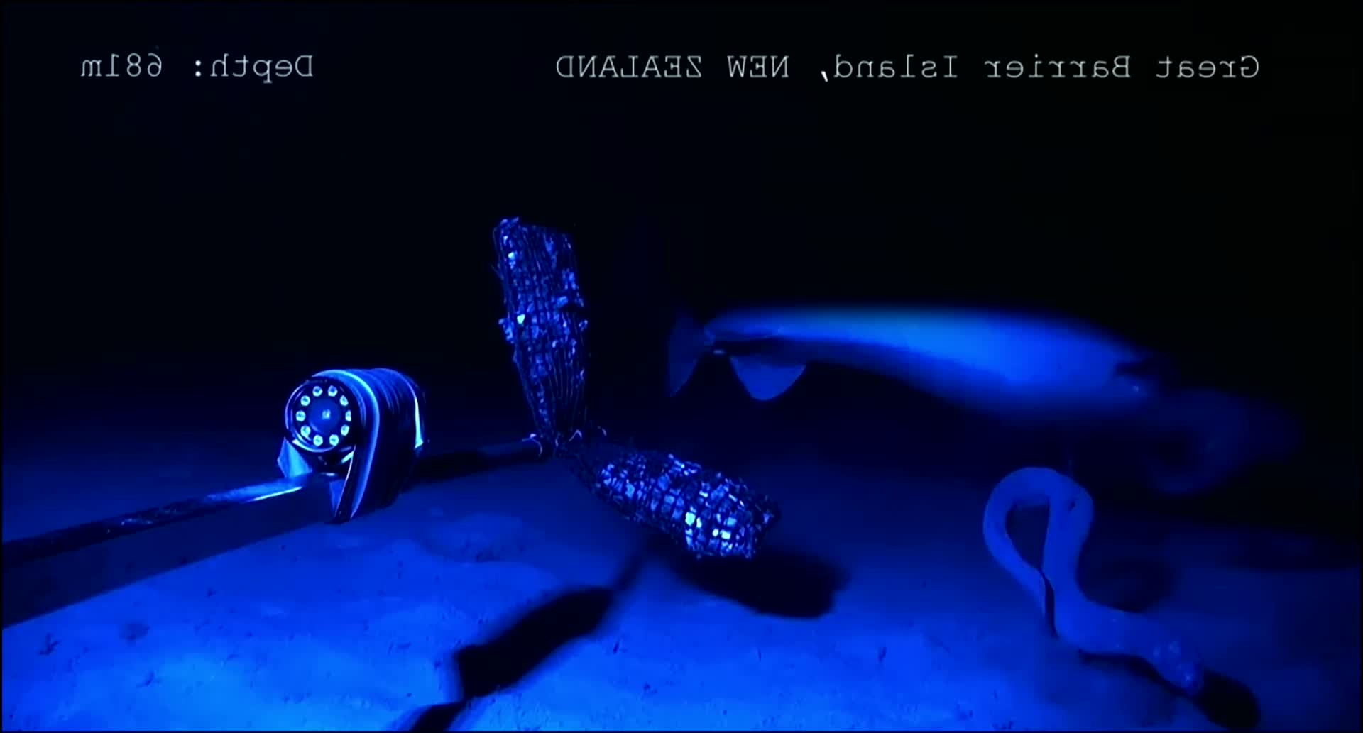 水螅虫你见过吗吃什么为生