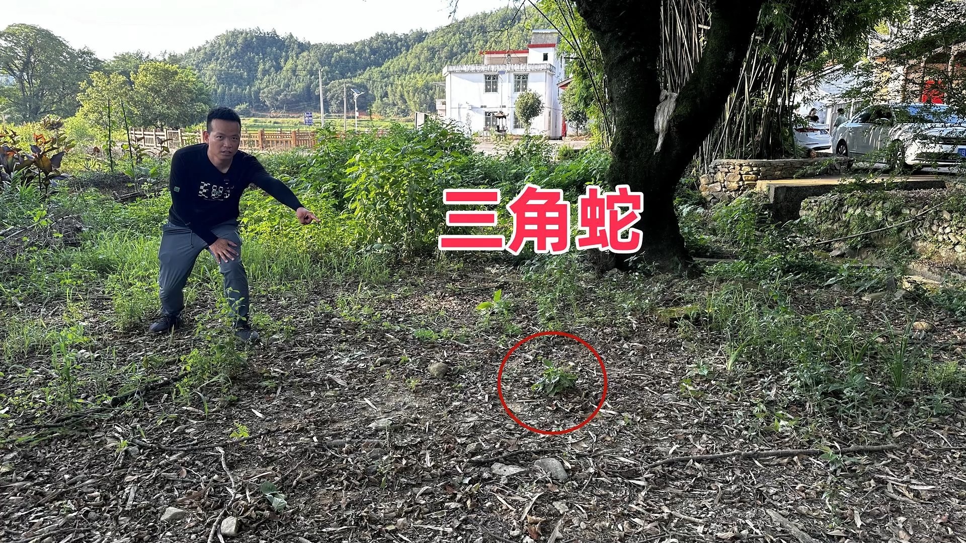 农村老树下的“三角蛇”，有人一辈子没见过，拍给大家看看