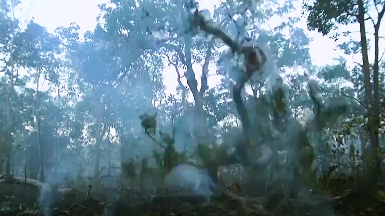 遇火重生的植物