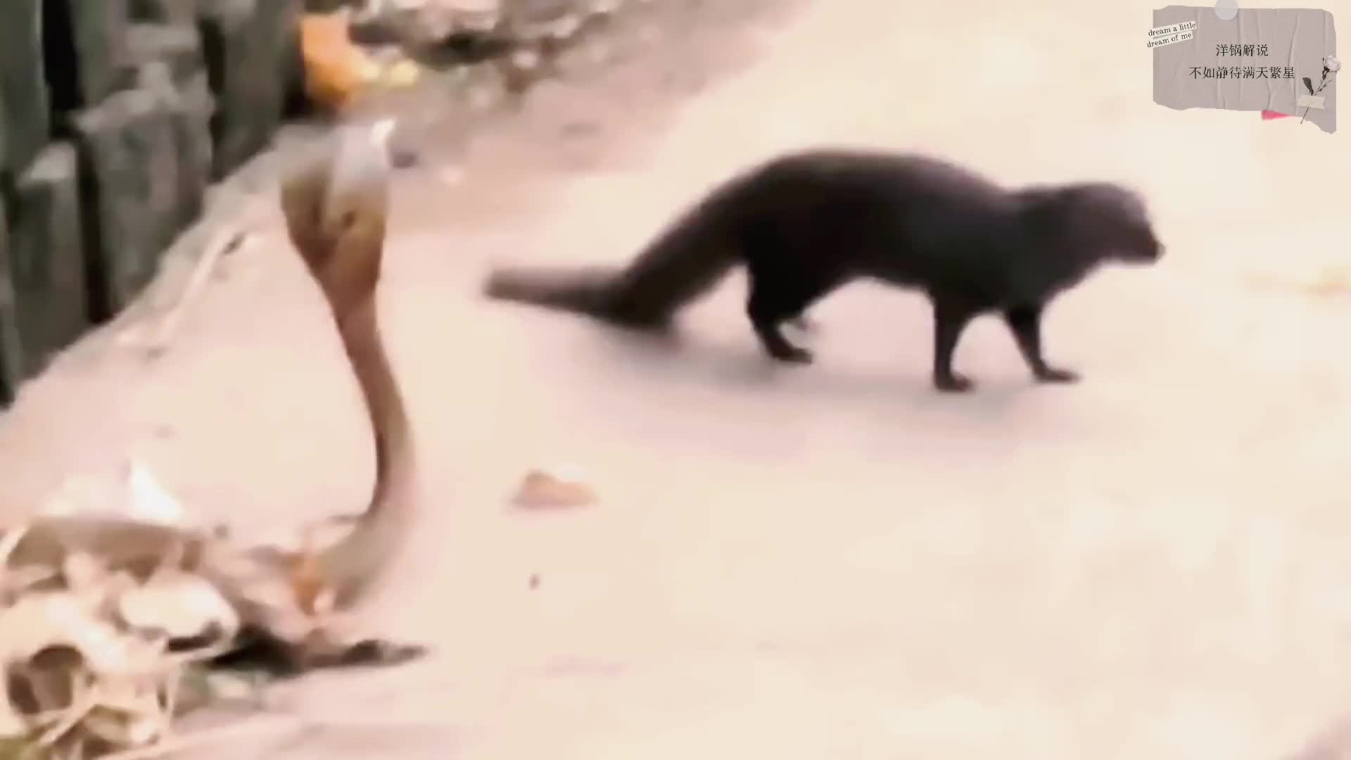 雪貂大战眼镜蛇（一）