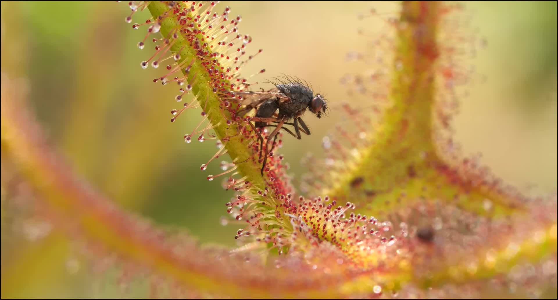 吃肉的草你见过吗
