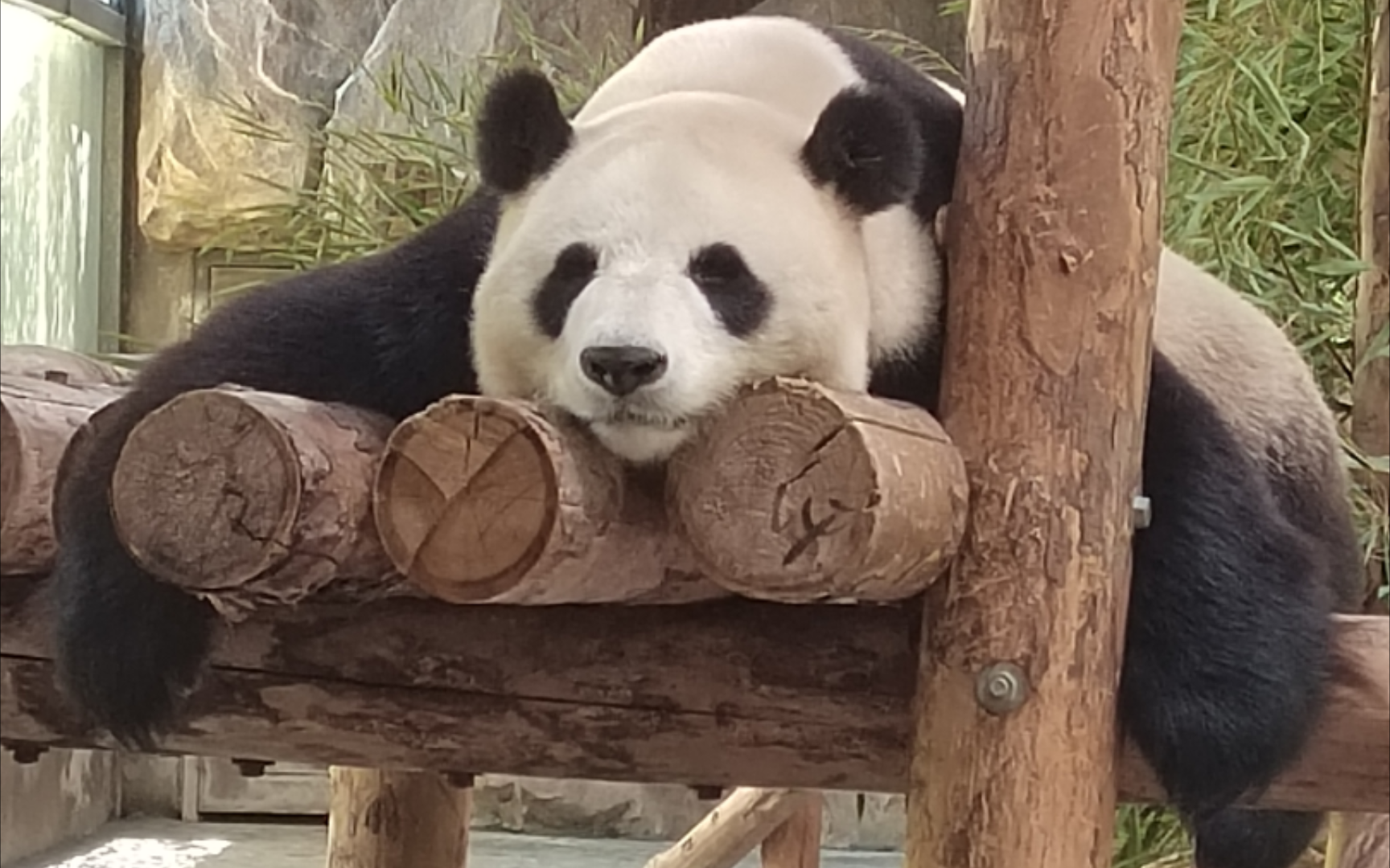 5月17日上海野生动物园大熊猫