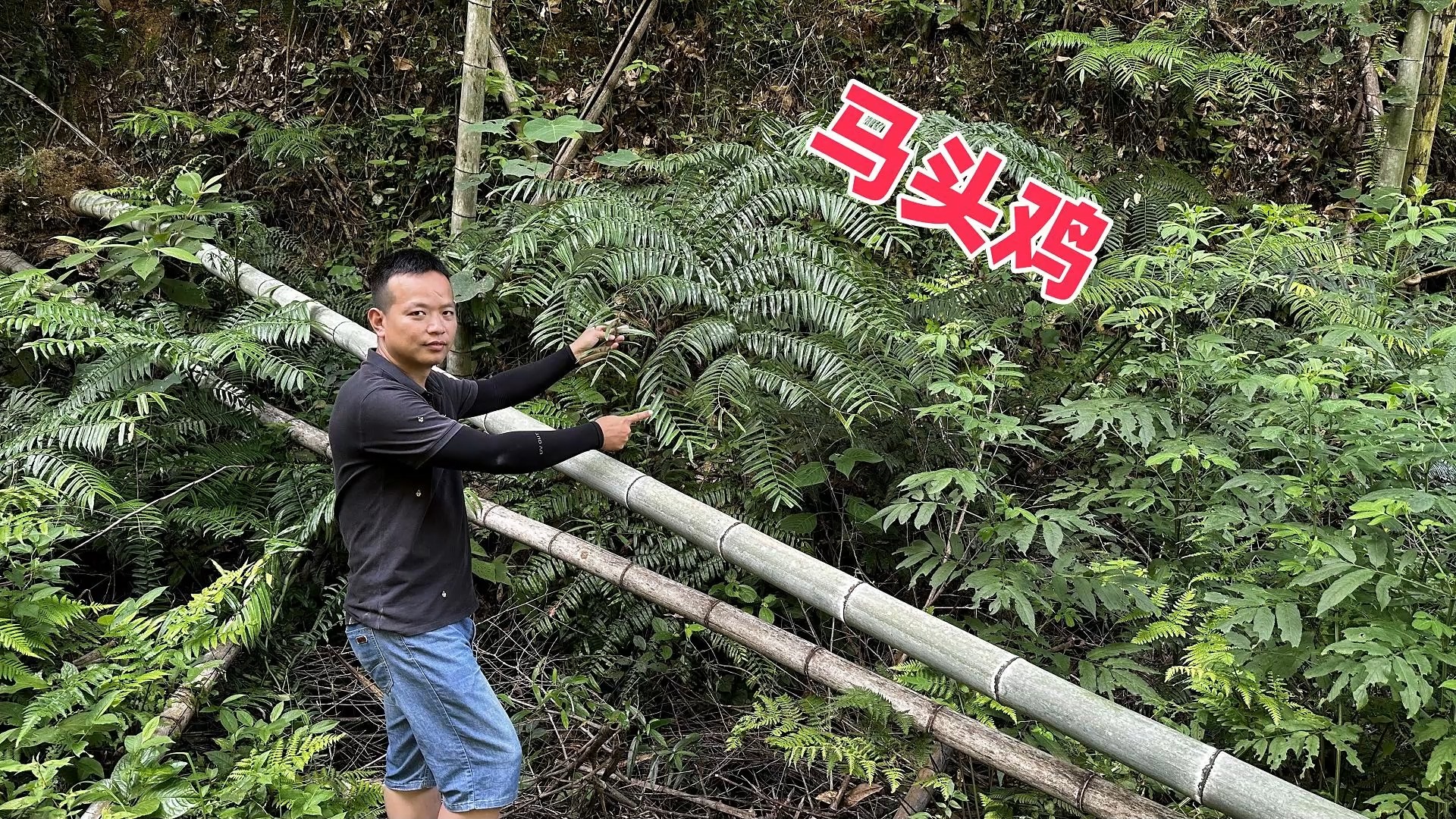 同事转了1800元帮他挖一种植物，得知名字后，我果断拒绝了