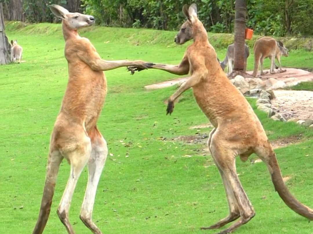 刚子：是你先动的手，怎么还先动起了脚！