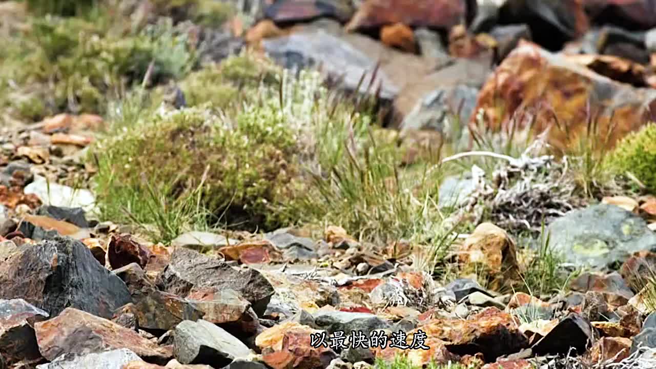 为严寒而生的鼠兔