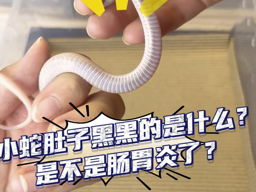 【珍妮捅了鼠窝】最新视频已上线，快来围观！