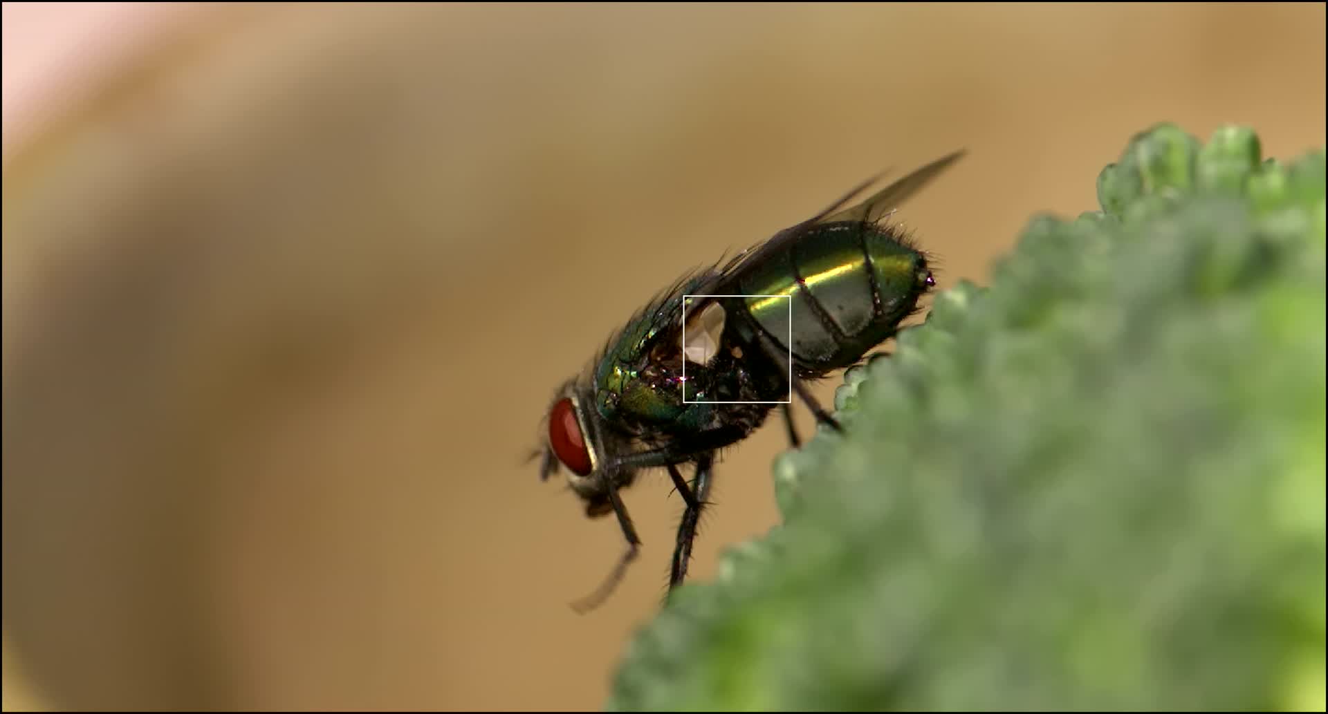 苍蝇吃过的东西为什么不能吃了？