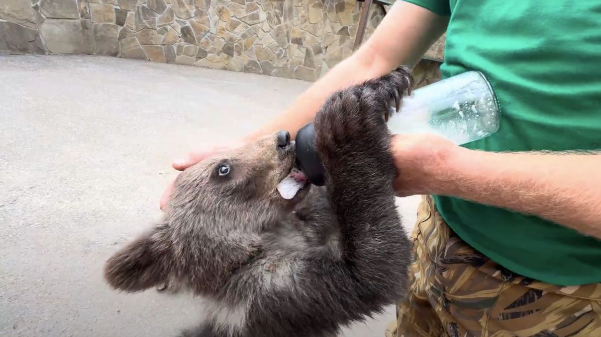 小熊宝宝为了喝到奶瓶，急得站起来了！