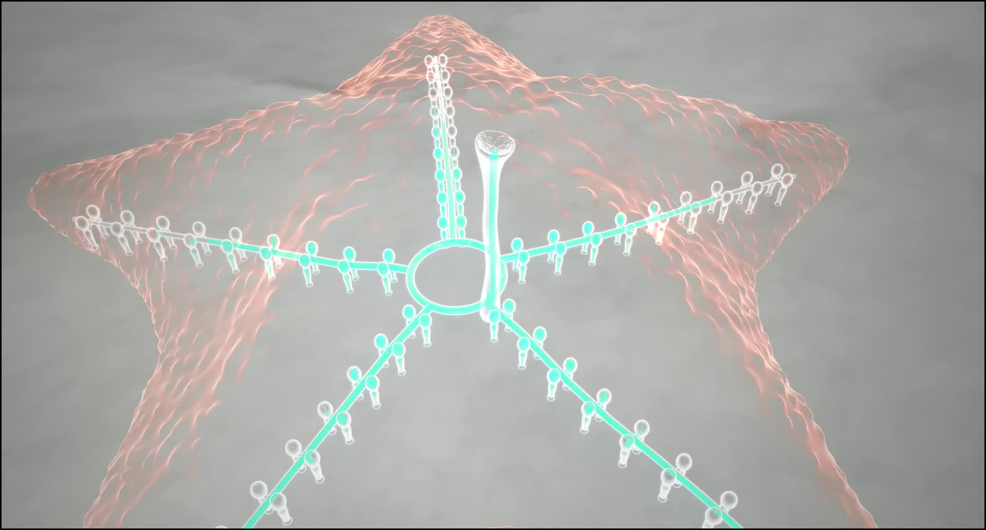 你知道海星有毒吗