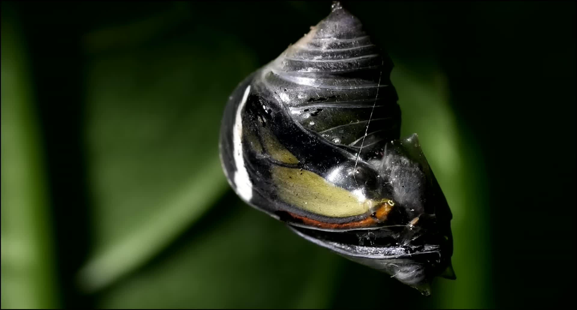 透明的蝴蝶你见过吗